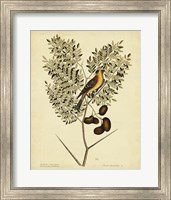 American Goldfinch, Pl. T43 Fine Art Print