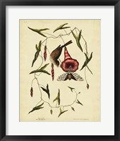 Little Sparrow, Pl. T35 Fine Art Print