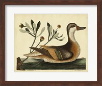 Ilatheria Duck, Pl. T93 Fine Art Print