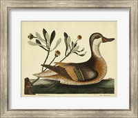 Ilatheria Duck, Pl. T93 Fine Art Print
