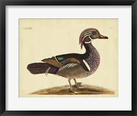 Summer Duck, Pl. T97 Fine Art Print