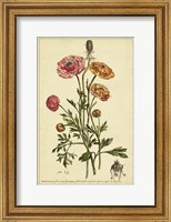 Ranunculus, Pl. CCXVI Fine Art Print