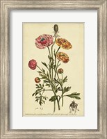 Ranunculus, Pl. CCXVI Fine Art Print