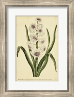 Hyacinthus, Pl. CXLVIII Fine Art Print