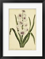 Hyacinthus, Pl. CXLVIII Fine Art Print