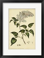 Lilac, Pl. CLXIII Fine Art Print