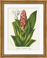 Tropical Bromeliad I Fine Art Print