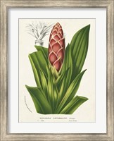 Tropical Bromeliad I Fine Art Print