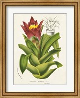 Tropical Bromeliad II Fine Art Print