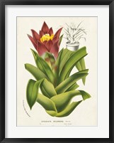Tropical Bromeliad II Fine Art Print