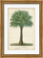 Palm of the Tropics I Fine Art Print