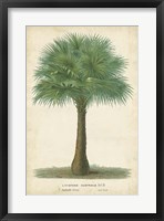 Palm of the Tropics I Fine Art Print
