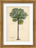 Palm of the Tropics II Fine Art Print