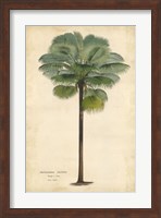 Palm of the Tropics II Fine Art Print