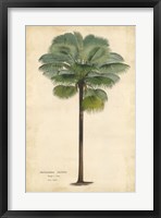 Palm of the Tropics II Fine Art Print