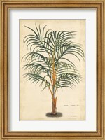 Palm of the Tropics III Fine Art Print