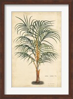 Palm of the Tropics III Fine Art Print