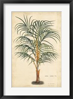 Palm of the Tropics III Fine Art Print