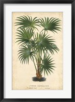 Palm of the Tropics IV Fine Art Print