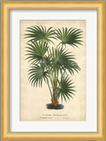 Palm of the Tropics IV Fine Art Print