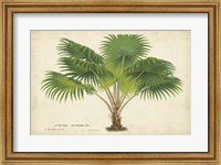 Palm of the Tropics V Fine Art Print