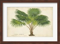 Palm of the Tropics V Fine Art Print