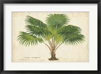 Palm of the Tropics V Fine Art Print