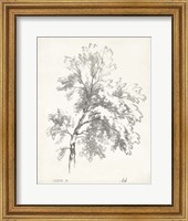 Ash Tree Study Fine Art Print