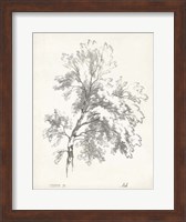 Ash Tree Study Fine Art Print