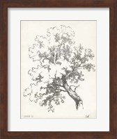 Oak Tree Study Fine Art Print