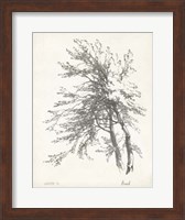 Beech Tree Study Fine Art Print