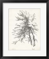 Beech Tree Study Fine Art Print