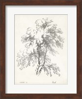 Birch Tree Study Fine Art Print