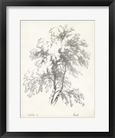 Birch Tree Study Fine Art Print
