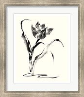 Studies in Ink - Tulip Fine Art Print