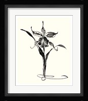 Studies in Ink - Cattleya Fine Art Print