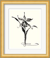 Studies in Ink - Cattleya Fine Art Print