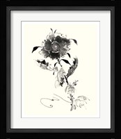 Studies in Ink - Rose I Fine Art Print