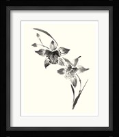 Studies in Ink - Cymbidium Fine Art Print