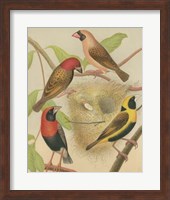 Birdwatcher's Delight II Fine Art Print