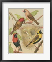 Birdwatcher's Delight II Fine Art Print