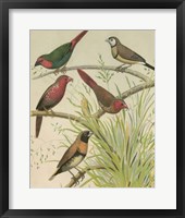 Birdwatcher's Delight III Fine Art Print
