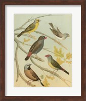 Birdwatcher's Delight IV Fine Art Print