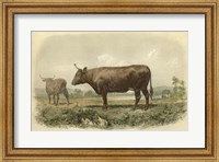 Vache De Devon Fine Art Print