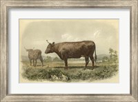 Vache De Devon Fine Art Print
