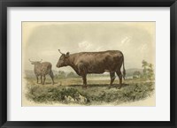 Vache De Devon Fine Art Print