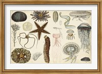 Antique Sealife Chart Fine Art Print