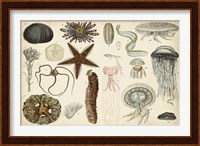 Antique Sealife Chart Fine Art Print