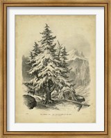 The Spruce Fine Art Print
