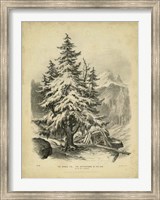 The Spruce Fine Art Print